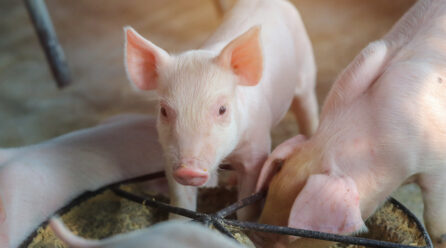 Karmniki dla świń: wskazówki dotyczące zakupu